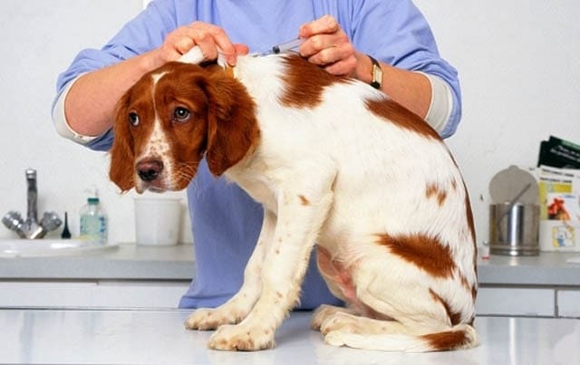 Венерические болезни у собак