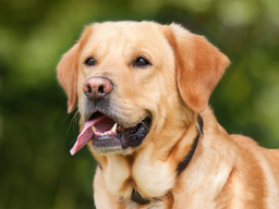 ​Советы от ветеринара: как правильно дать таблетку собаке