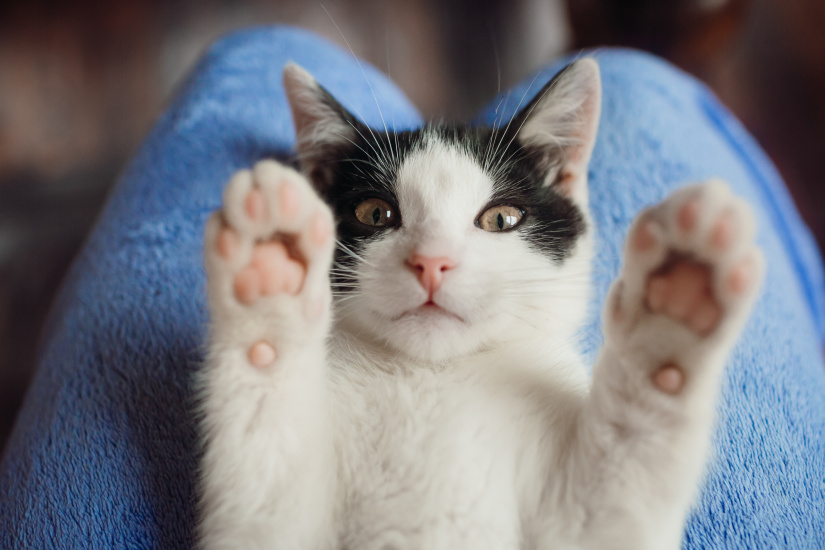 В День кошек специалисты призывают к бережному отношению к «мартовским» котам