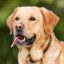 ​Советы от ветеринара: как правильно дать таблетку собаке