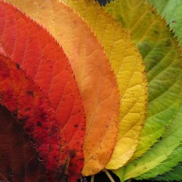 Как объяснить ребенку почему листья меняют цвет