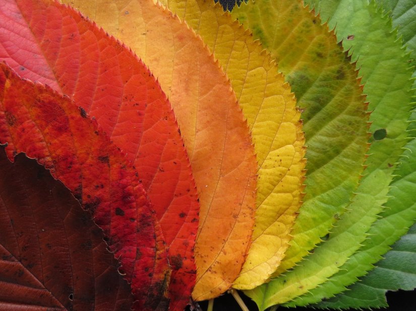 Почему листья меняют цвет осенью и какова природа этого замечательного феномена в природе?