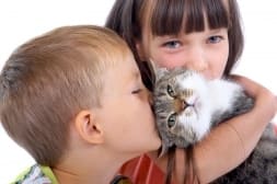 Кошачья агрессия и дети