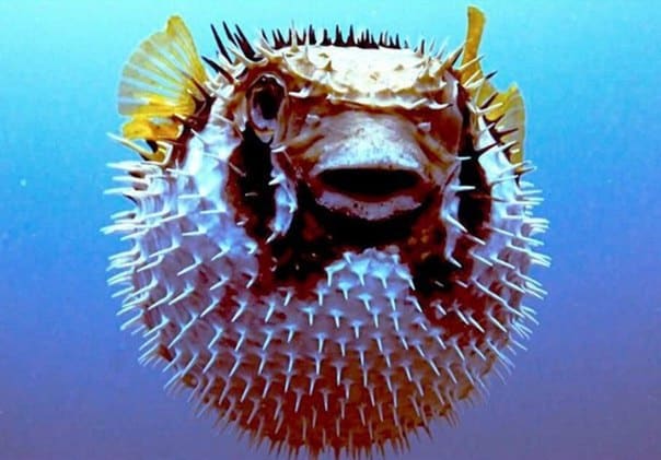 Интересные факты о рыбе Фугу