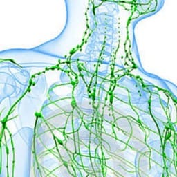 На страже здоровья. Зачем нам нужна лимфатическая система?