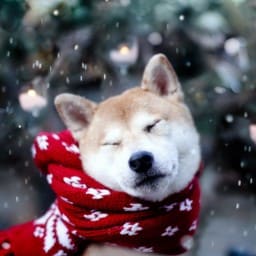 Зимние напасти. Как ухаживать за собакой зимой