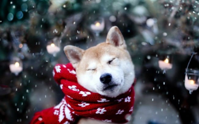 Зимние напасти. Как ухаживать за собакой зимой