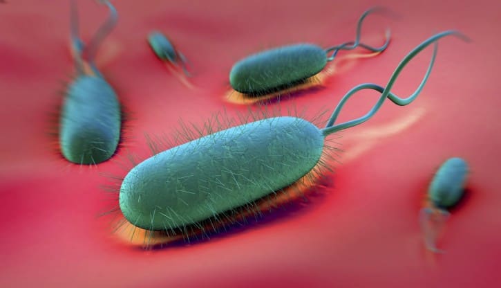 Маленькая бактерия - куча проблем. Helicobacter Pylori