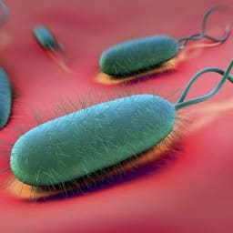 Маленькая бактерия - куча проблем. Helicobacter Pylori