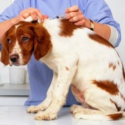 Венерические болезни у собак